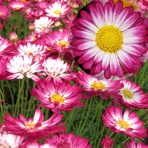 Argyranthemum frutescens 'Aramis® Bicolor Rose' - Põõsas-hõbekakar 'Aramis® Bicolor Rose' 